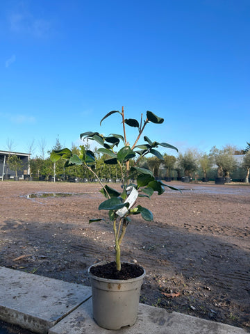 Camellia Japonica 'Dobreei' 70cm 3L - Buy Plants Online from  Web Garden Centre - Free Delivery