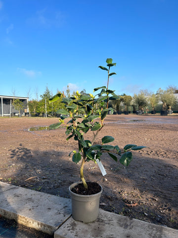 Camellia Japonica 'Frans Van Dam' 90cm 3L - Buy Plants Online from  Web Garden Centre - Free Delivery