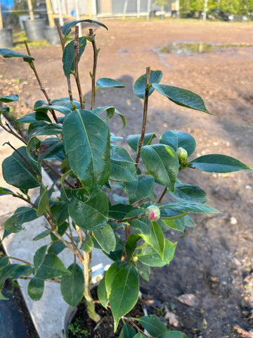 Camellia Japonica 'Ichi Setsu' 80cm 3L - Buy Plants Online from  Web Garden Centre - Free Delivery