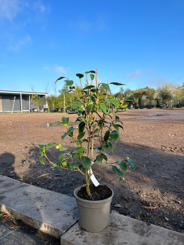 Camellia Japonica 'Ichi Setsu' 80cm 3L - Buy Plants Online from  Web Garden Centre - Free Delivery