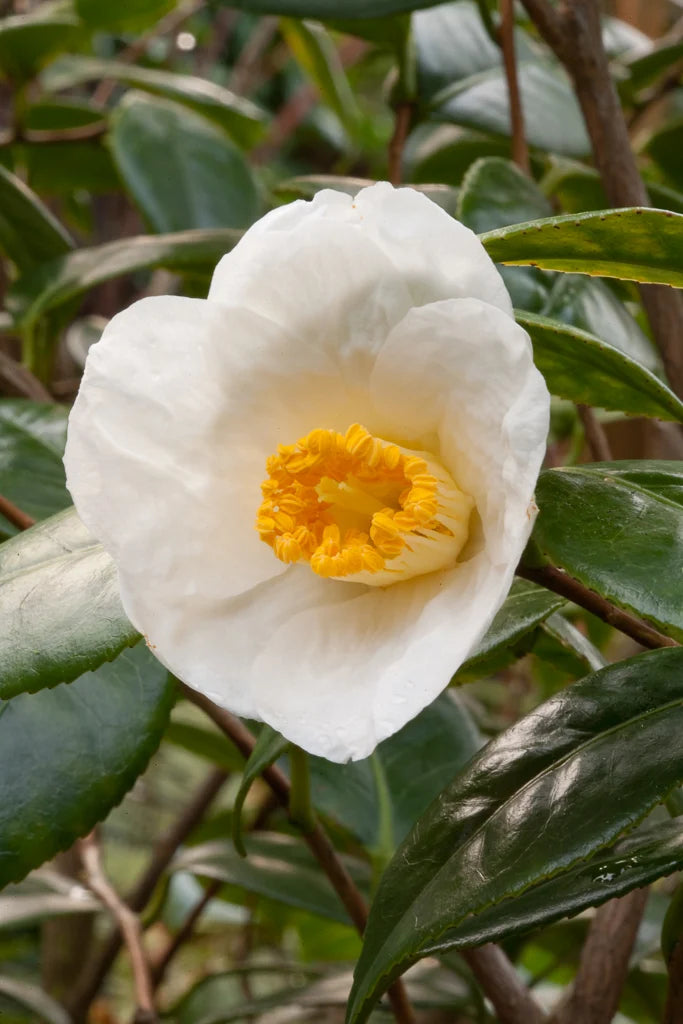 Camellia Japonica 'Alba Simplex' 50cm 3L - Buy Plants Online at Web Garden Centre
