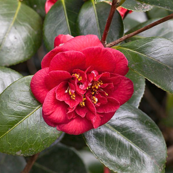 Camellia Japonica 'Dobreei' 70cm 3L - Buy Plants Online at Web Garden Centre