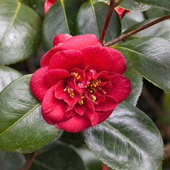 Camellia Japonica 'Dobreei' 70cm 3L - Buy Plants Online at Web Garden Centre