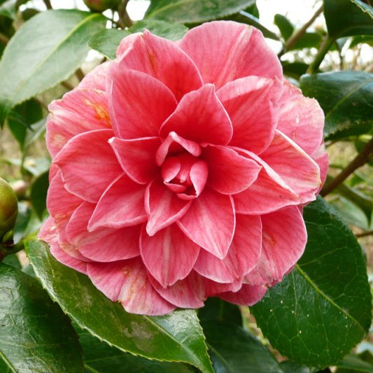 Camellia Japonica 'Frans Van Dam' 90cm 3L - Buy Plants Online at Web Garden Centre