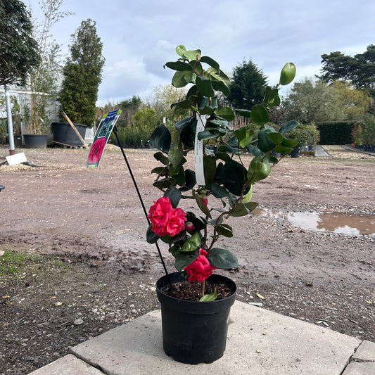 Camellia Japonica 'Curly Lady' 80cm 4L - Buy Plants Online from  Web Garden Centre - Just £40! 