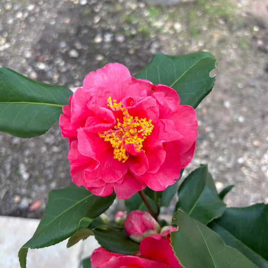 Camellia Japonica 'Dr. King' 90cm 4L - Buy Plants Online from  Web Garden Centre - Just £40! 