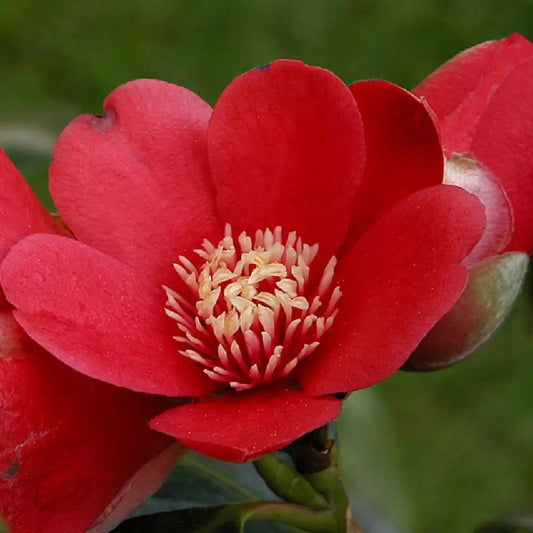Camellia Japonica 'Kimberley' 70cm 3L - Buy Plants Online at Web Garden Centre