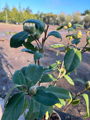 Camellia Japonica 'Lady Cambell' 80cm 3L - Buy Plants Online at Web Garden Centre