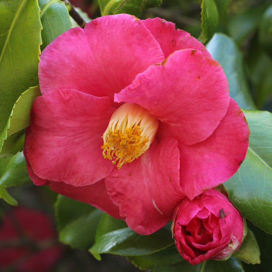 Camellia Japonica 'Lady De Saumarez' 60cm 3L - Buy Plants Online at Web Garden Centre