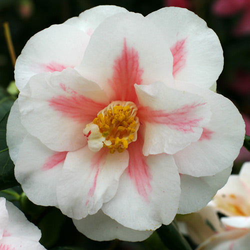 Camellia Japonica 'Lady Mcculloch' 60cm 3L - Buy Plants Online at Web Garden Centre