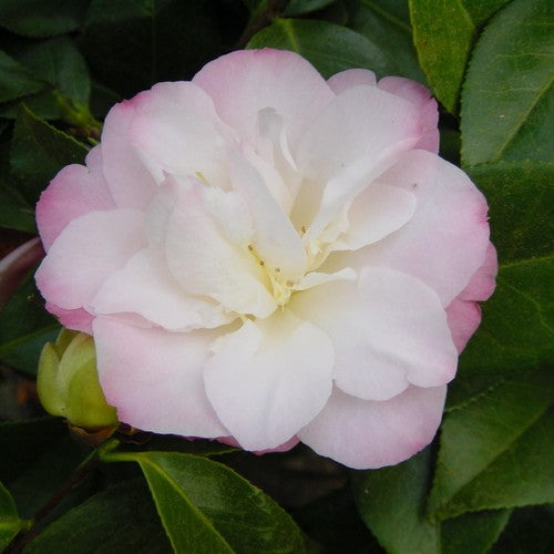 Camellia Japonica 'Madame Cachet' 70cm 3L - Buy Plants Online at Web Garden Centre