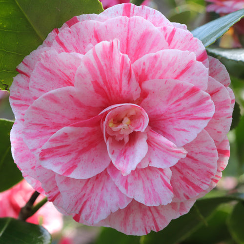 Camellia Japonica 'Madame Strekaloff' 70cm 3L - Buy Plants Online at Web Garden Centre