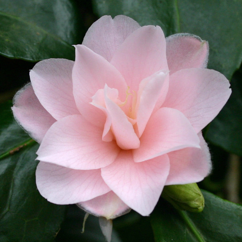 Camellia Japonica 'Peach Blossom' 80cm 3L - Buy Plants Online at Web Garden Centre