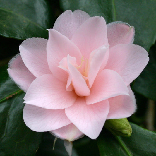 Camellia Japonica 'Peach Blossom' 80cm 3L - Buy Plants Online at Web Garden Centre