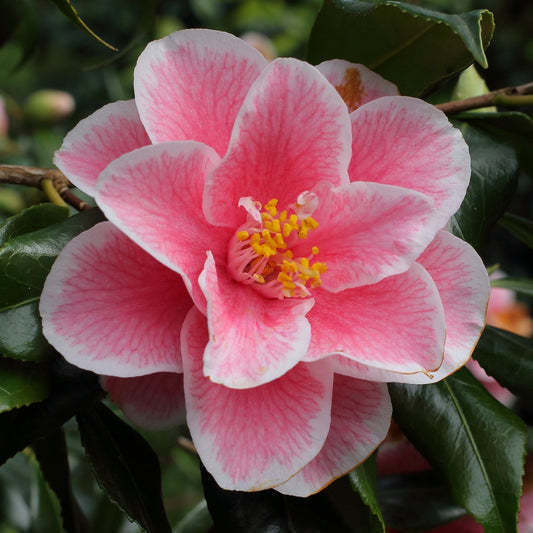 Camellia Japonica 'Yours Truly' 50cm 3L - Buy Plants Online at Web Garden Centre