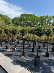 Large Bay Trees