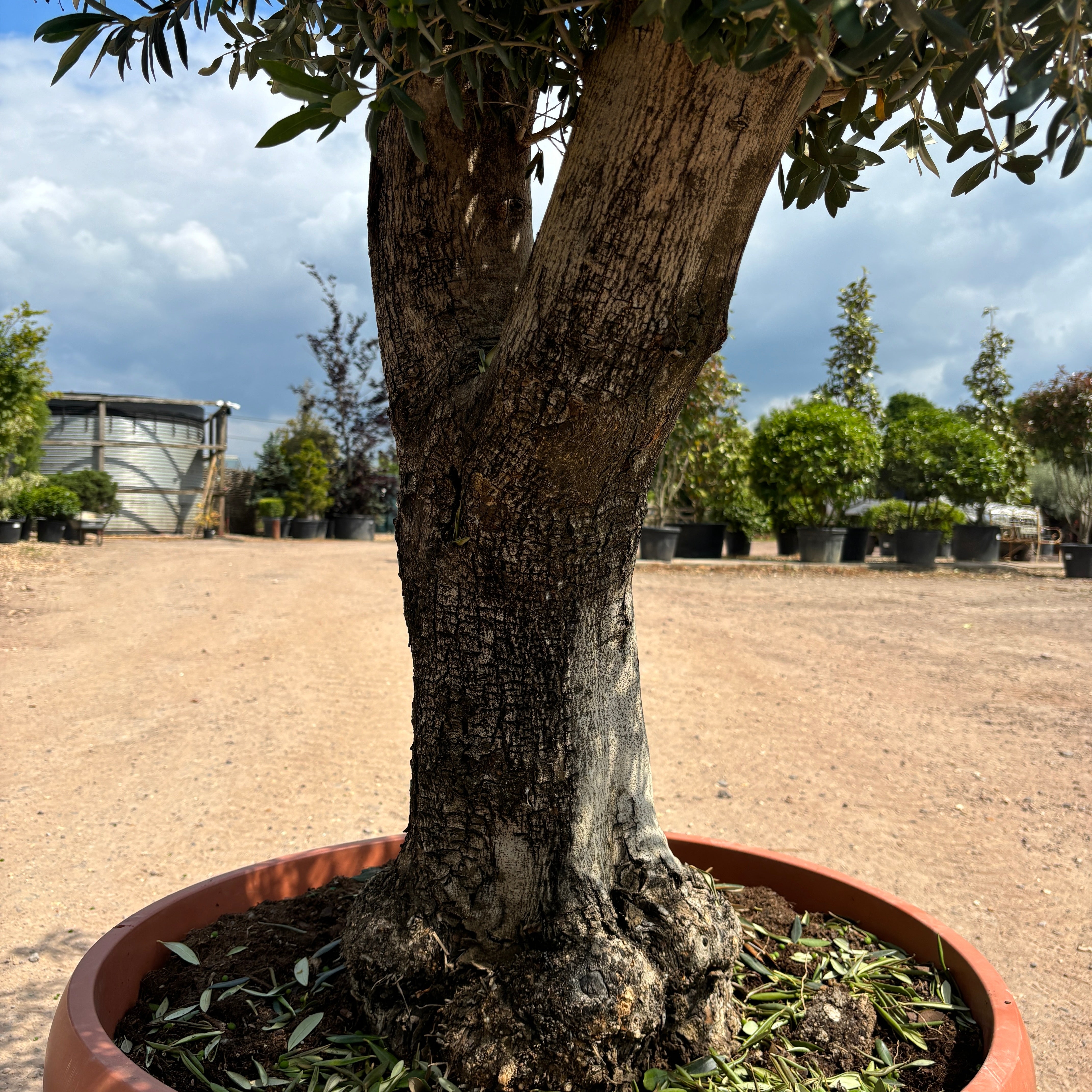 Gnarled Olive Tree 200-225cm height in Patio Pot B1 - Buy Plants Online from  Web Garden Centre - Just £470! 