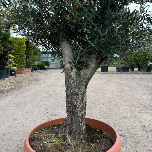 Gnarled Olive Tree 200-225cm height in Patio Pot B2 - Buy Plants Online from  Web Garden Centre - Just £470! 
