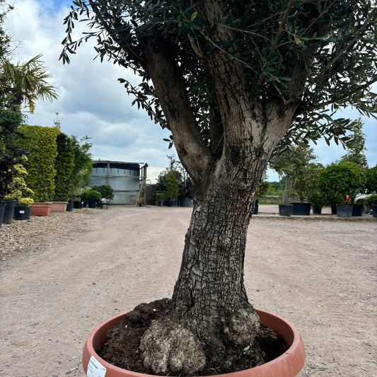 Gnarled Olive Tree 200-225cm height in Patio Pot B3 - Buy Plants Online from  Web Garden Centre - Just £470! 