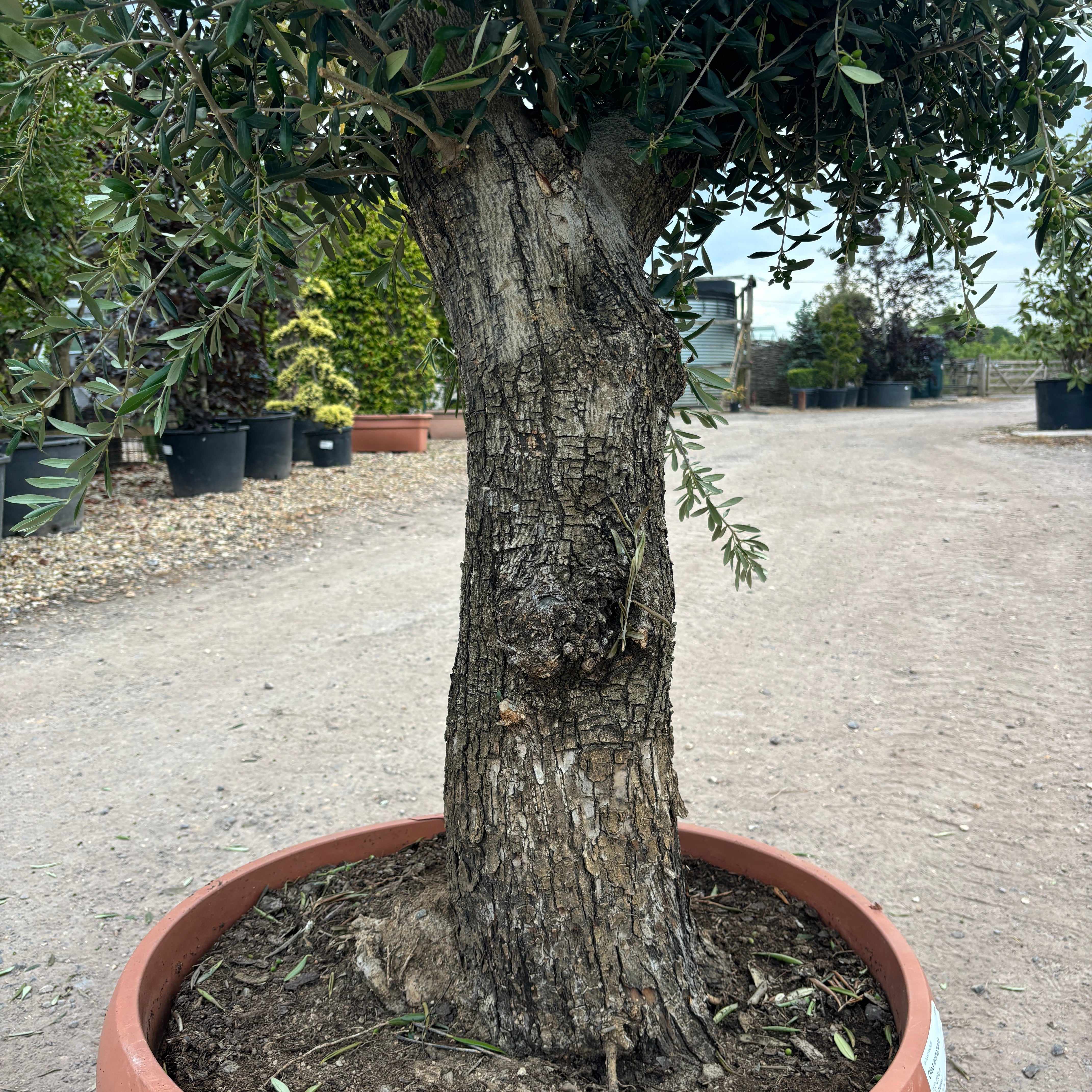 Gnarled Olive Tree 200 - 225cm height in Patio Pot B5 - Buy Plants Online from  Web Garden Centre - Free Delivery