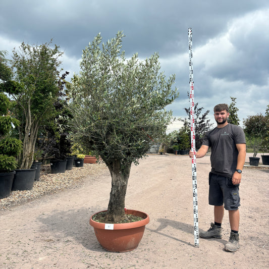 Gnarled Olive Tree 200-225cm height in Patio Pot B8 - Buy Plants Online from  Web Garden Centre - Just £470! 