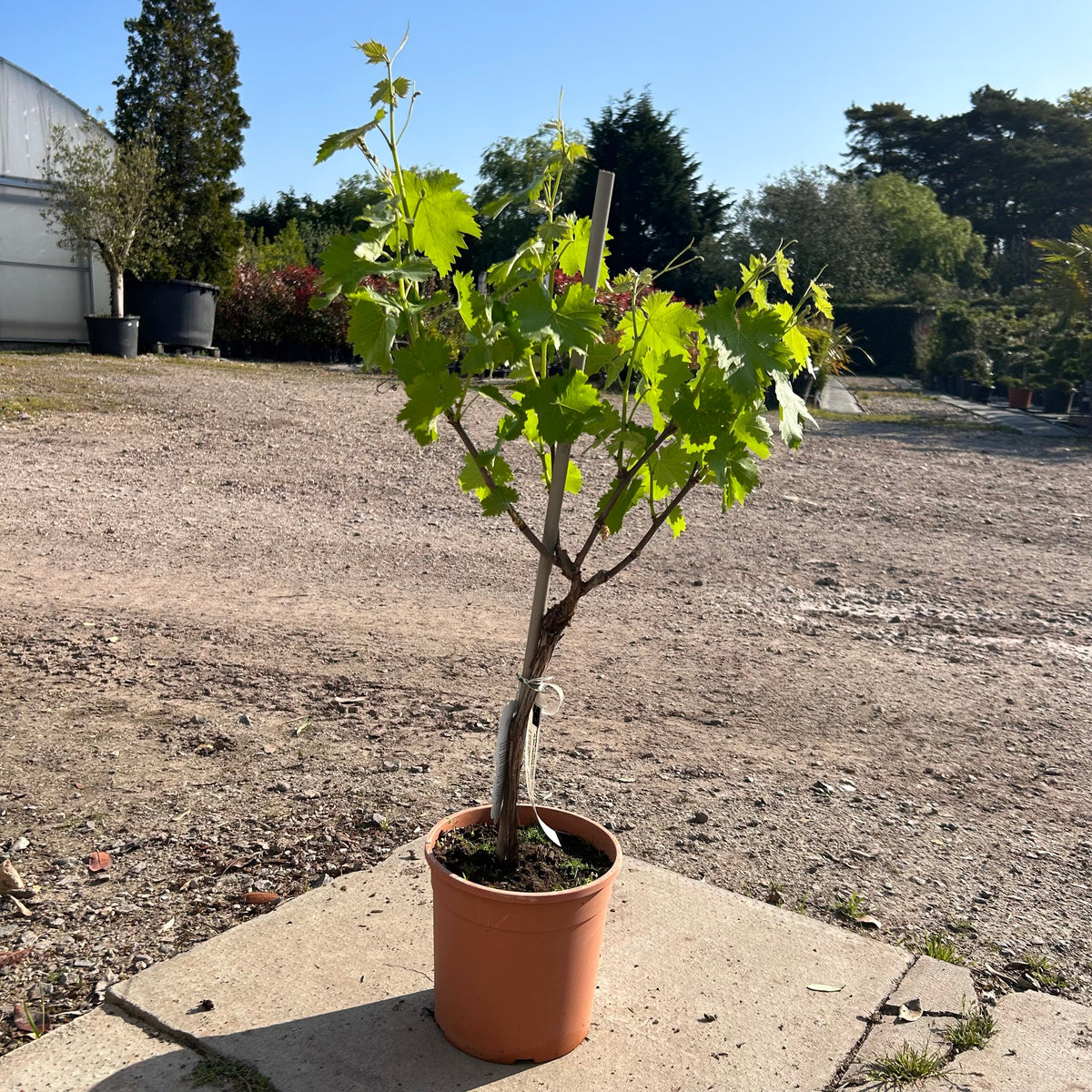 bonsai grape tree Grapevine Bonsai Tree 40-60cm Available at Web Garden Centre