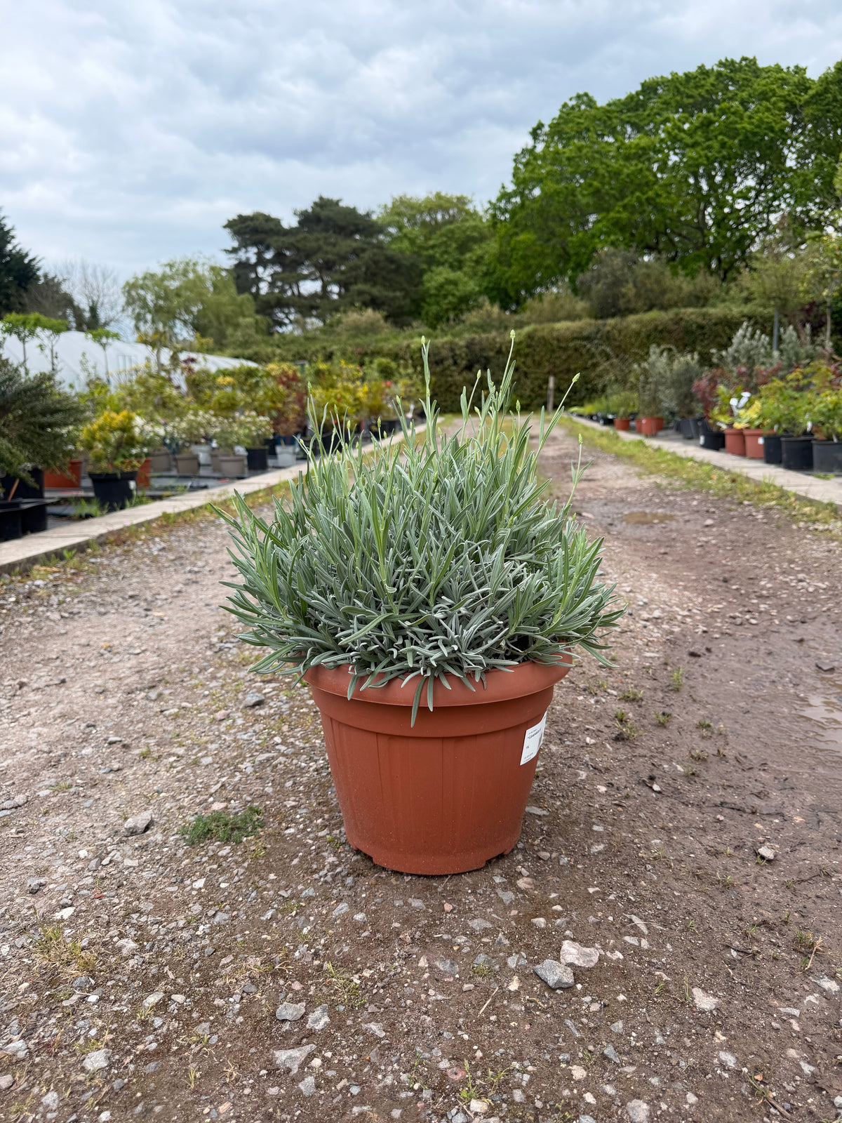 Lavender Angustifolia 40-60cm 15L