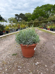 Lavender Angustifolia 40-60cm 15L