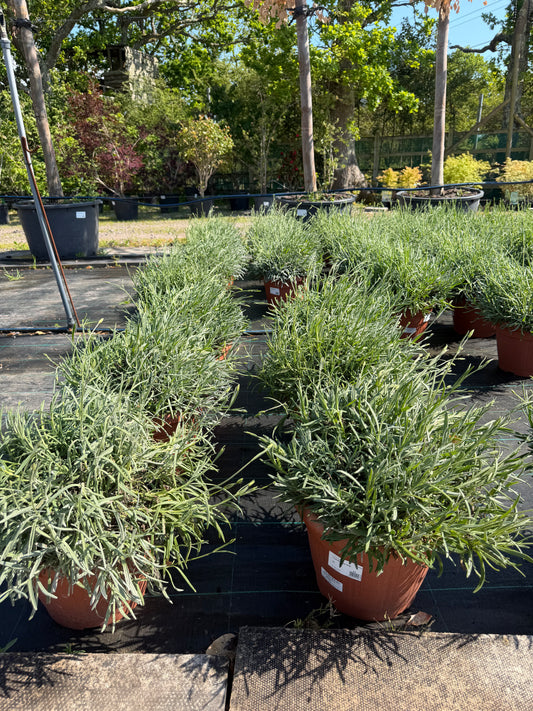 Lavender Angustifolia 40-60cm 15L