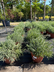 Lavender Angustifolia 40-60cm 15L