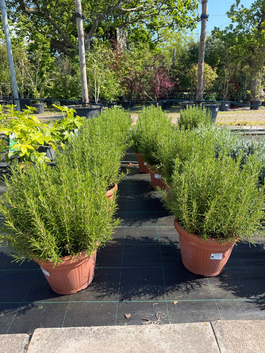 Rosemary 40-50cm 15L