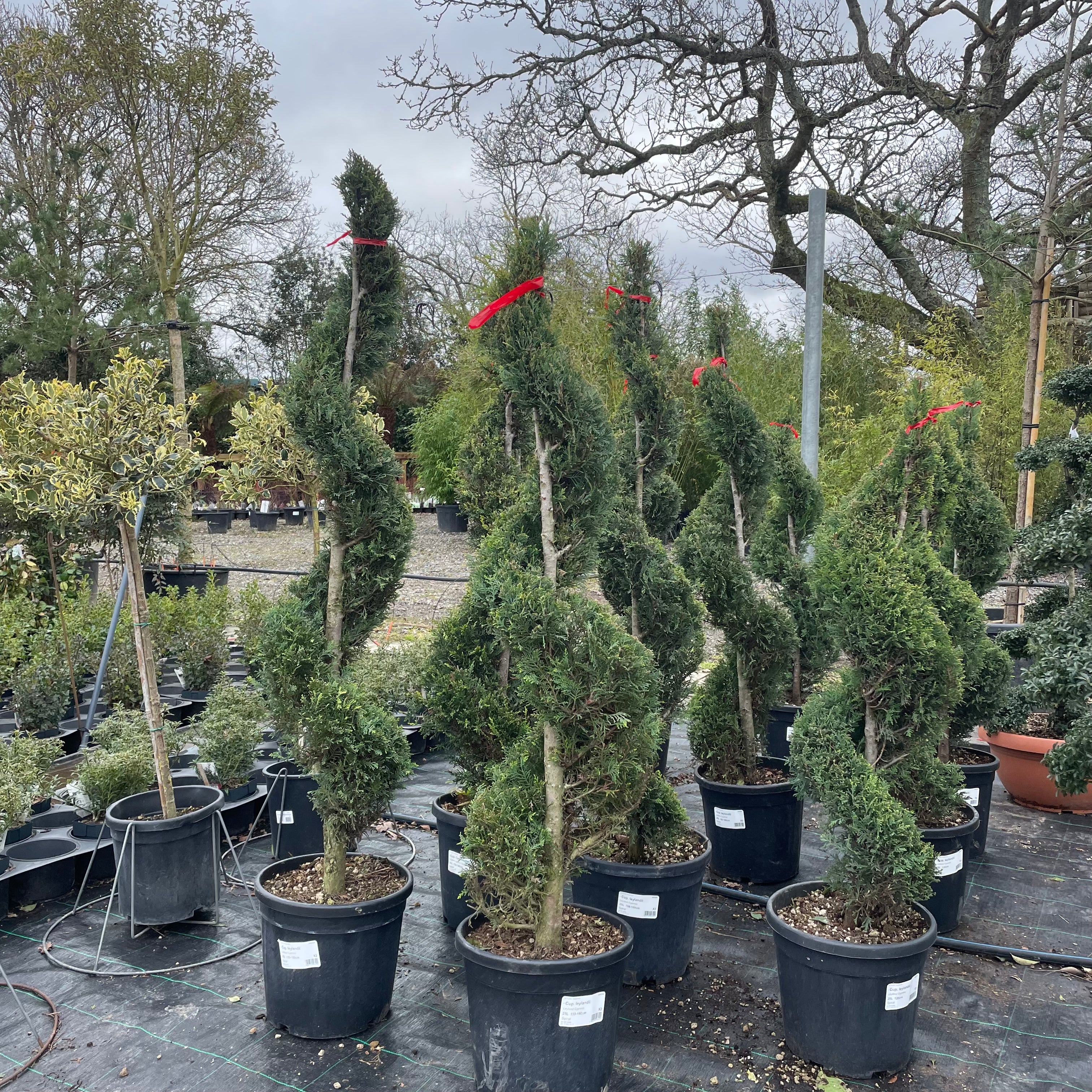 Leyland Cypress Tree - Cuprocyparis Leylandii - Spirals - Buy Plants Online from  Web Garden Centre - Free Delivery