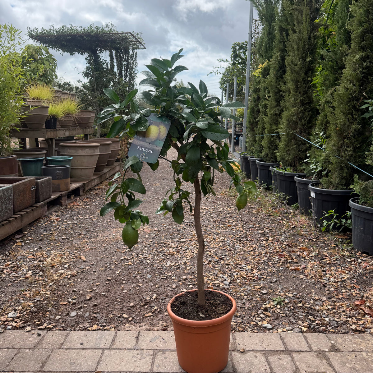 Lemon Citrus Tree 110-120cm 10L
