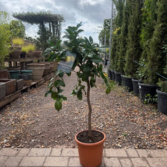 Lemon Citrus Tree 110-120cm 10L