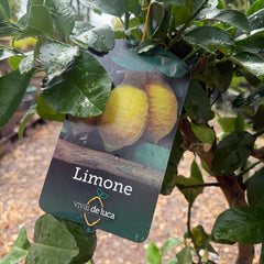 Lemon Citrus Tree 110-120cm 10L