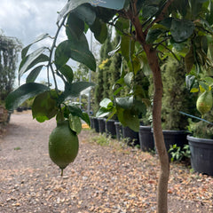 Lemon Citrus Tree 110-120cm 10L