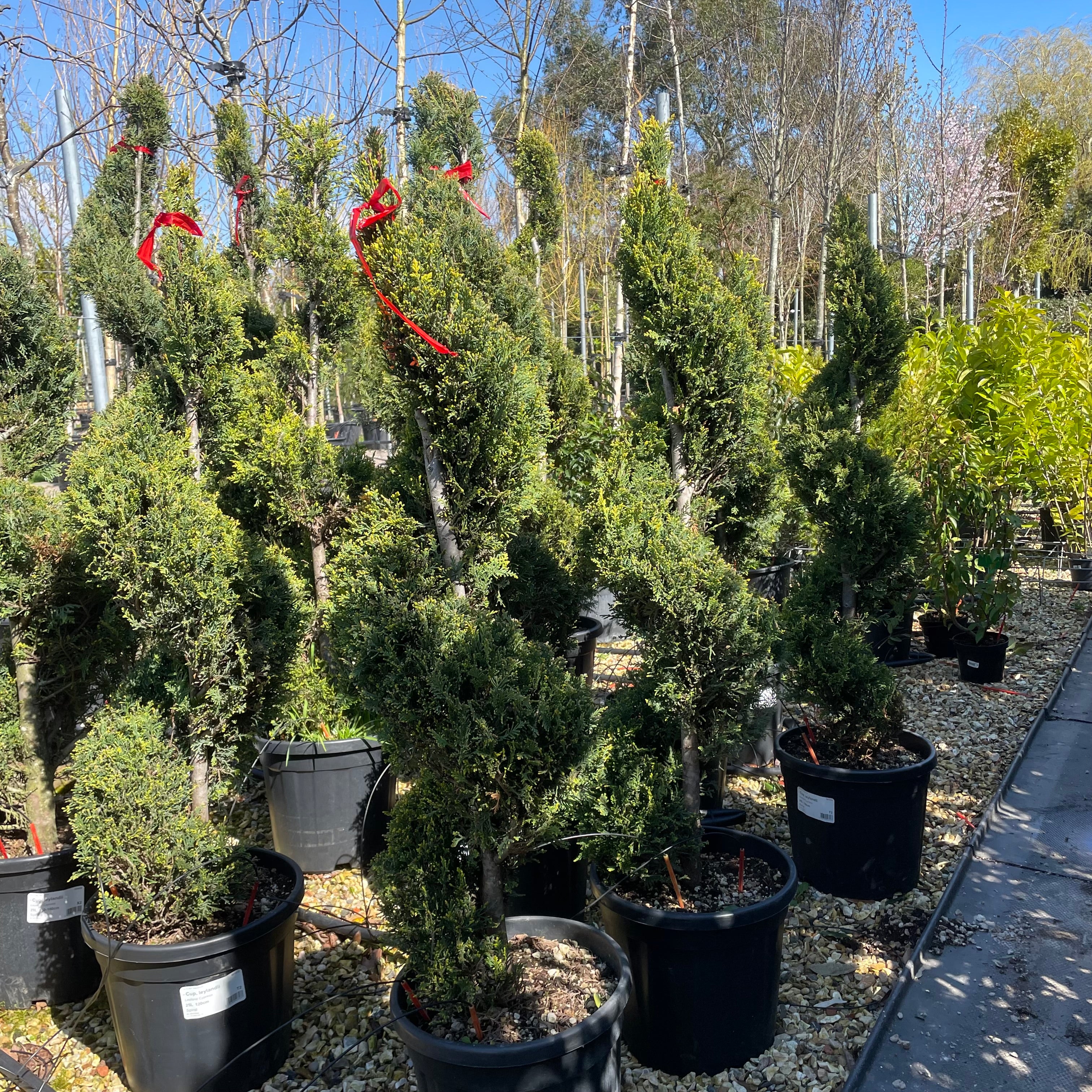 Leyland Cypress Tree - Cuprocyparis Leylandii - Spirals - Buy Plants Online from  Web Garden Centre - Free Delivery