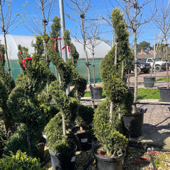 Leyland Cypress Tree - Cuprocyparis Leylandii - Spirals - Buy Plants Online from  Web Garden Centre - Free Delivery