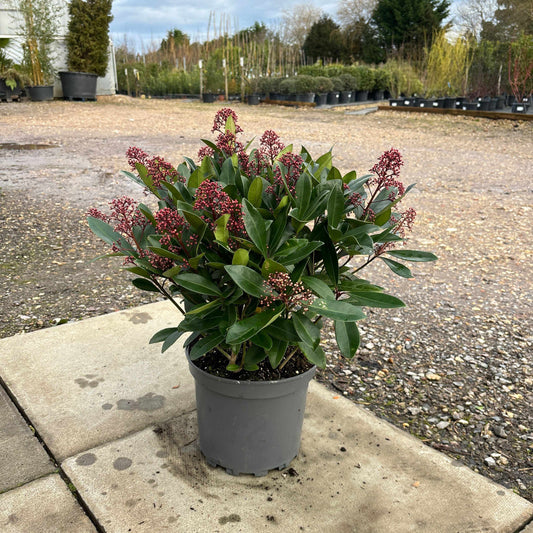 Skimmia Japonica ‘Rubella’ 60cm 10L - Buy Plants Online from  Web Garden Centre - Free Delivery