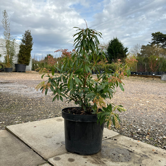 Pieris jap. 'Forest Flame' 70cm 7.5L - Buy Plants Online from  Web Garden Centre - Just £45! 
