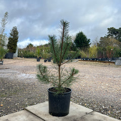 Pinus Sylvestris 100cm 12L