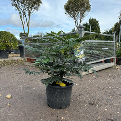 Mahonia x media Charity 80cm 12L - Buy Plants Online from  Web Garden Centre - Just £55! 