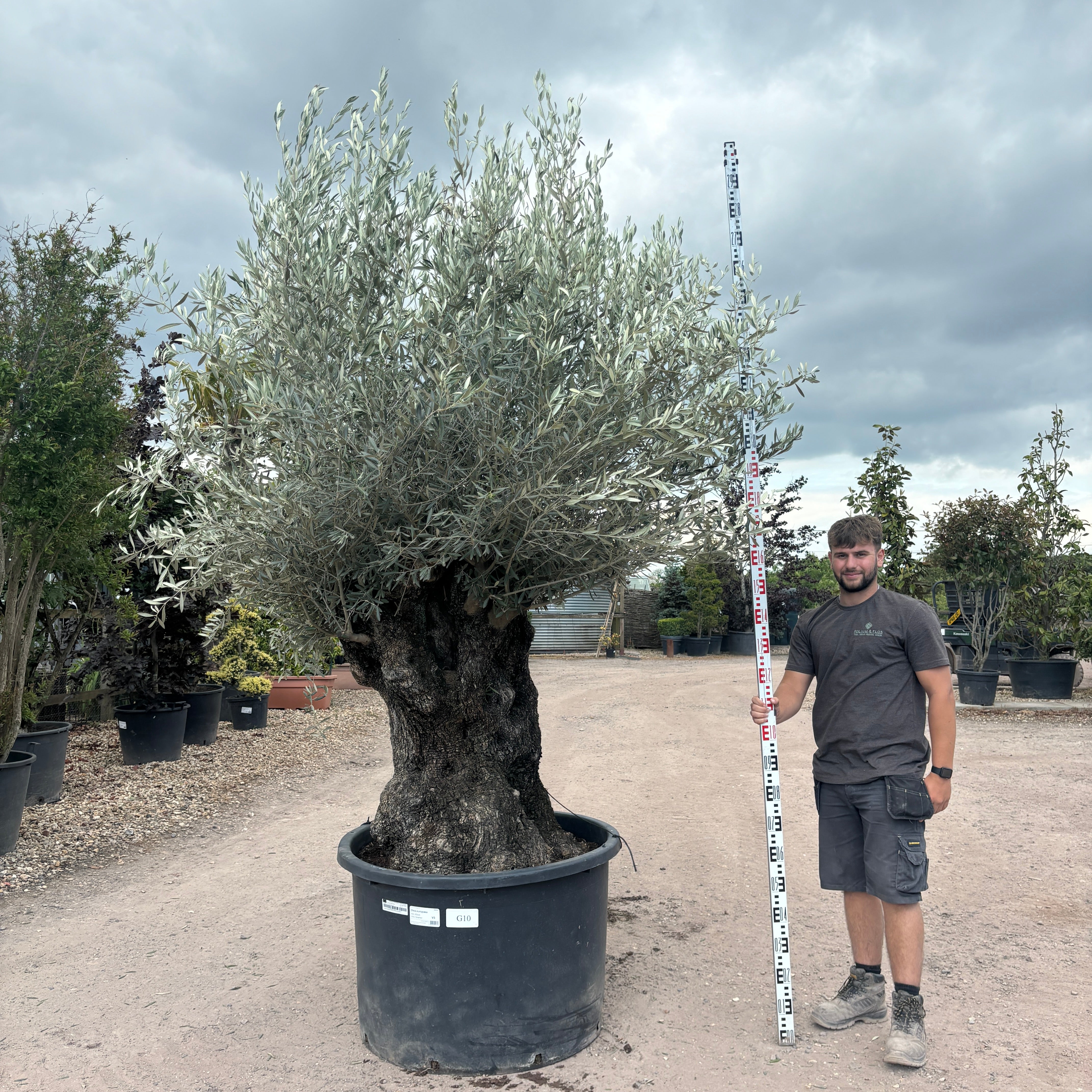 Gnarled Olive Tree 300-350cm height in Pot G10 - Buy Plants Online from  Web Garden Centre - Just £695! 