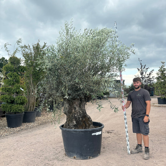 Gnarled Olive Tree 300-350cm height in Pot G6 - Buy Plants Online from  Web Garden Centre - Just £695! 