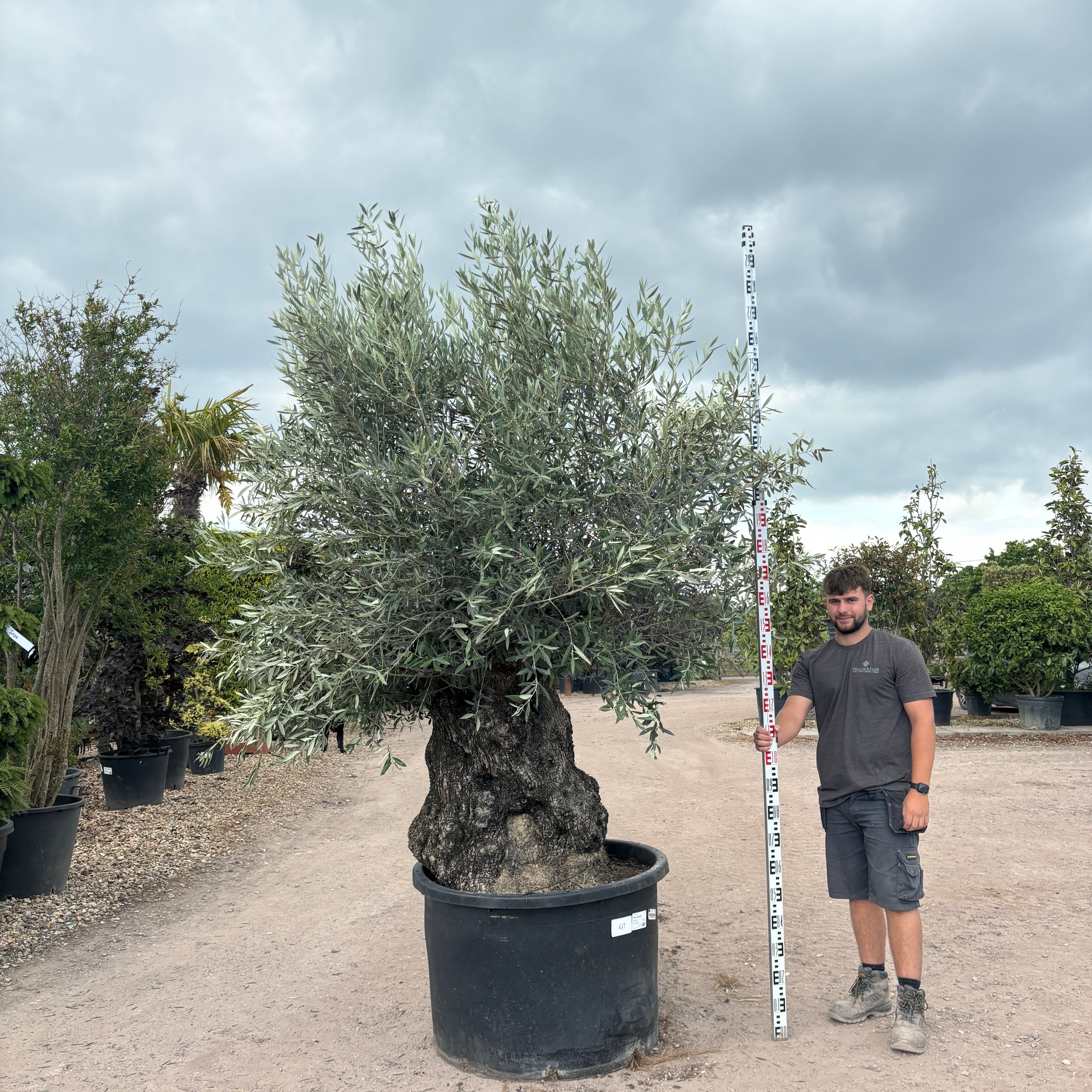 Gnarled Olive Tree 300-350cm height in Pot G7 - Buy Plants Online from  Web Garden Centre - Just £695! 