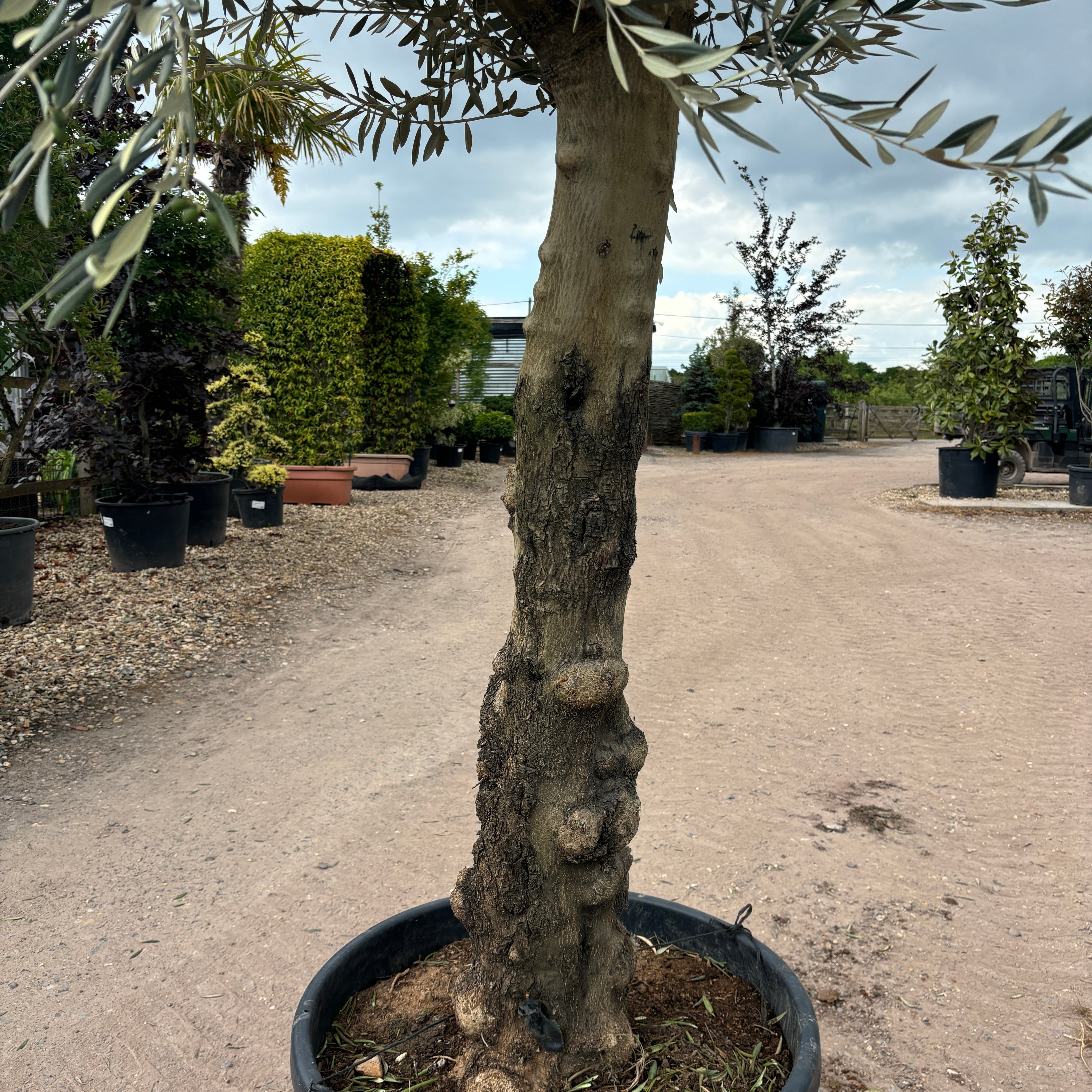 Gnarled Olive Tree 250-275cm height in Pot C3 - Buy Plants Online from  Web Garden Centre - Just £450! 