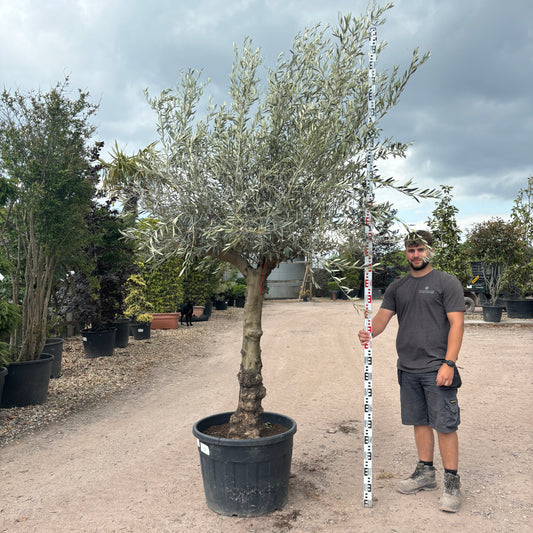Gnarled Olive Tree 300 - 310cm height in Pot C4 - Buy Plants Online from  Web Garden Centre - Just £450! 