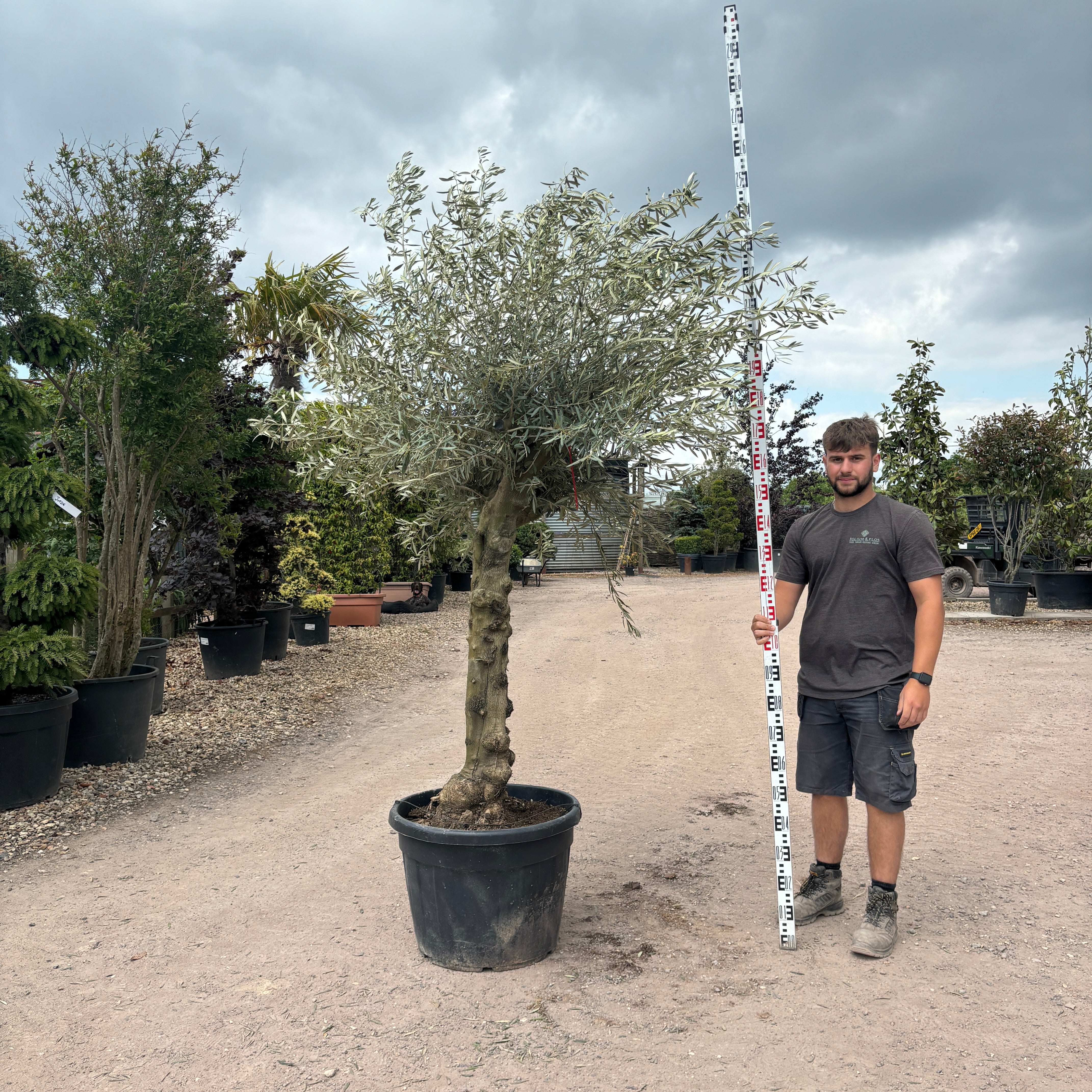 Gnarled Olive Tree 250-275cm height in Pot C3 - Buy Plants Online from  Web Garden Centre - Just £450! 