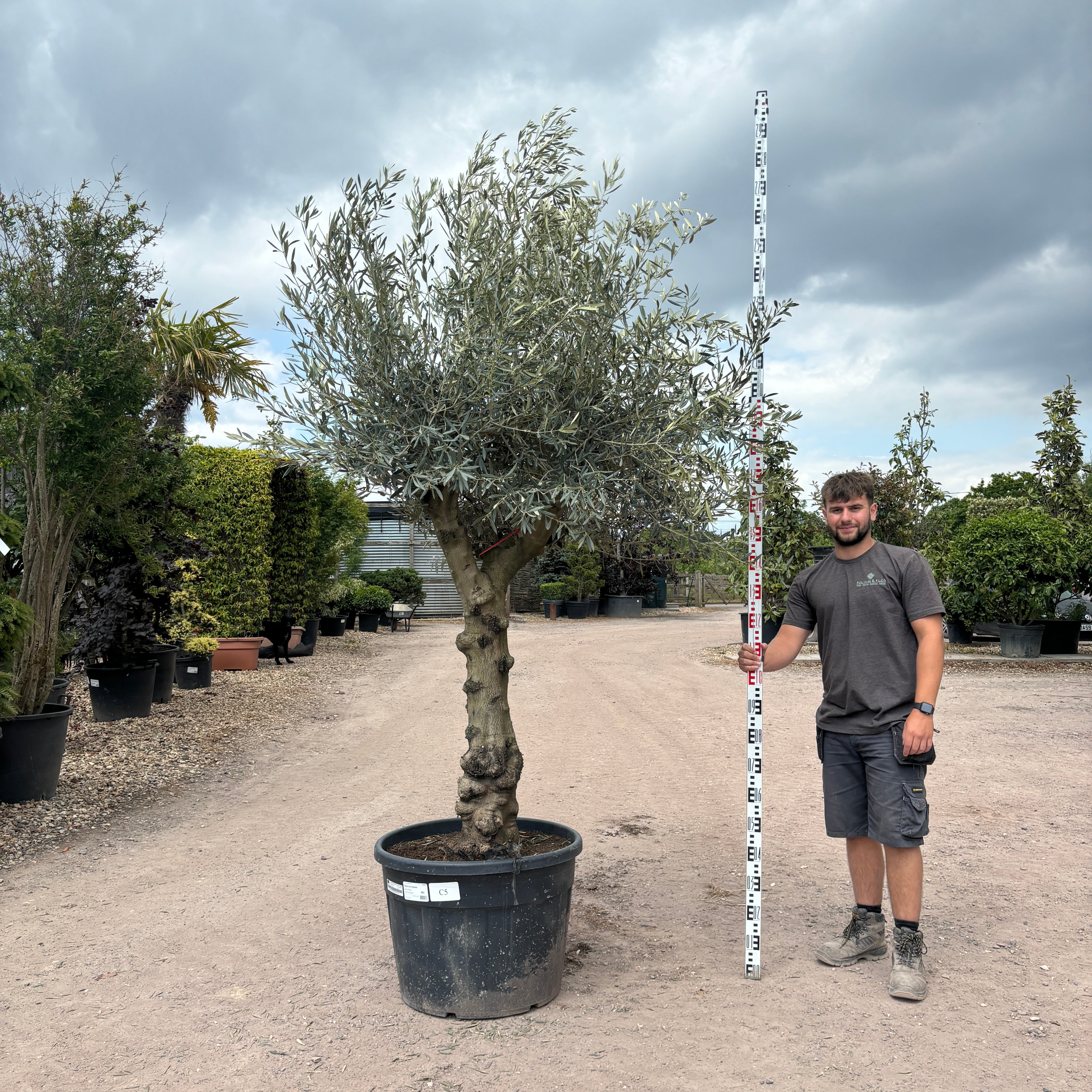 Gnarled Olive Tree 280 - 310cm height in Pot C5 - Buy Plants Online from  Web Garden Centre - Just £450! 