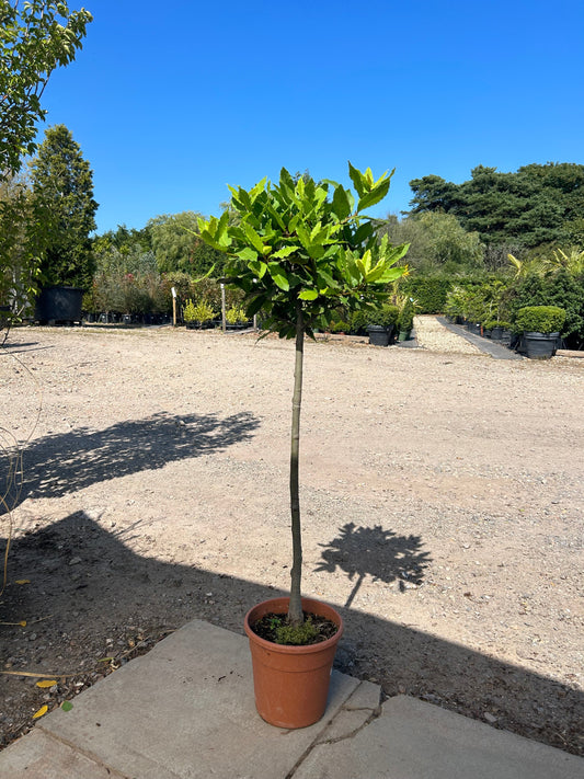 Large Bay Trees - Buy Plants Online at Web Garden Centre